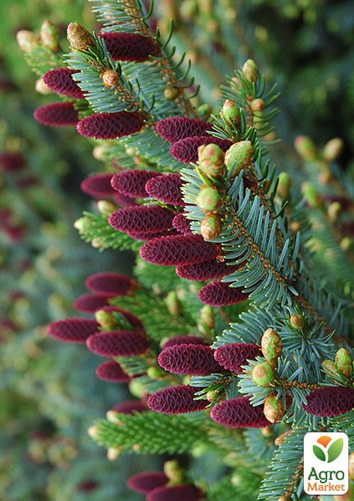 Ель Корейская "Nakai" (горшок P9)