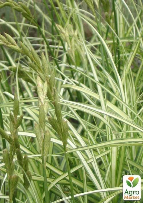 Осока пальмолістная Ауреоваріегата