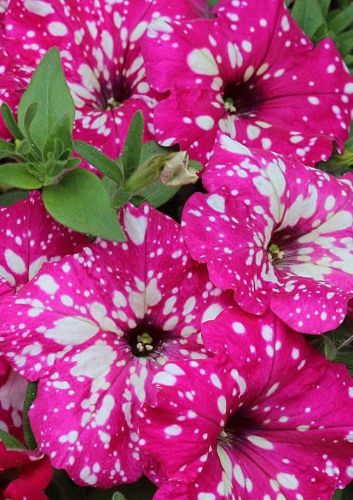 Петуния ампельная "Special Pink Splash" (контейнер №10, высота 10-15см)