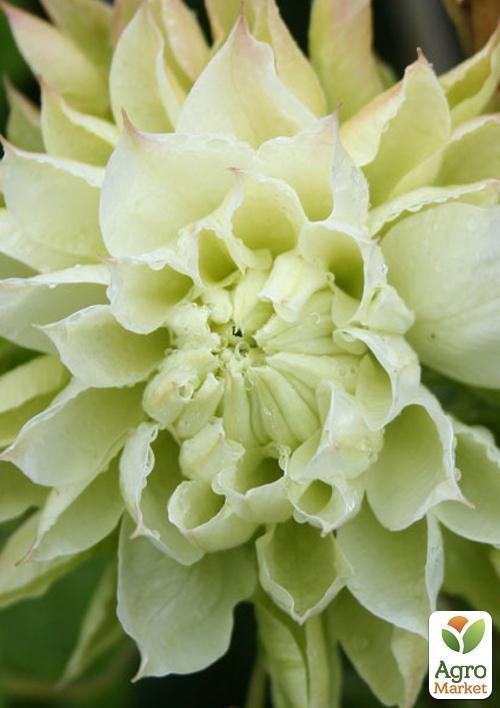 Клематис "Yukiokoshi" (повторноквітучий сорт) - фото 7