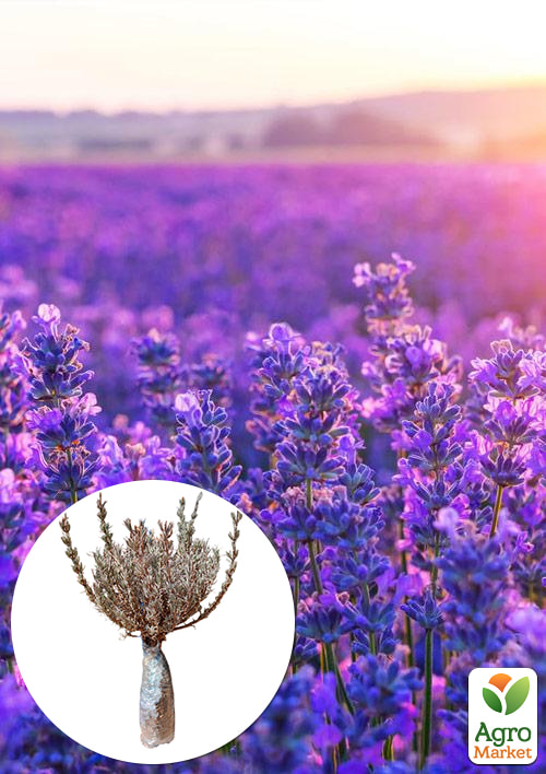 Лаванда англійська вузьколиста "Бузковий туман" (Рurple Haze)