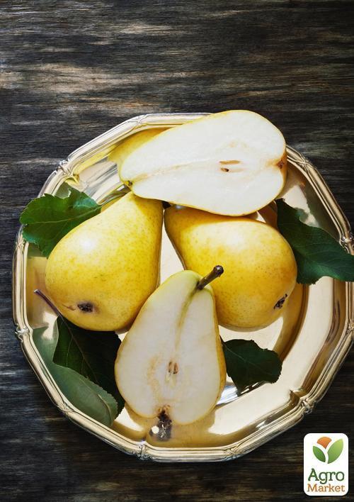 Груша "Яблунивская" (зимний сорт, поздний срок созревания)