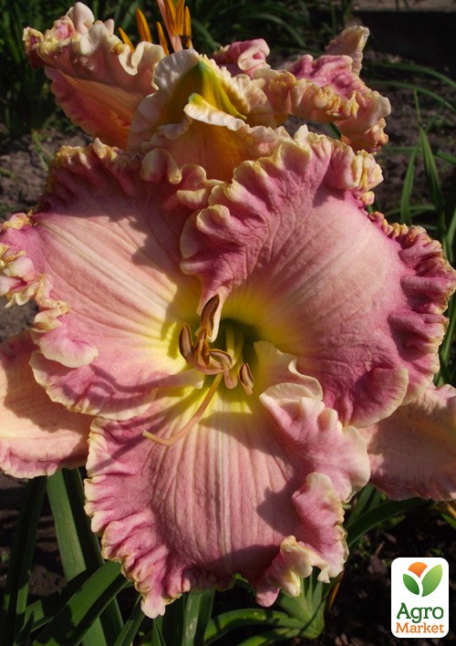 Лілійник "Audrey McNeal"