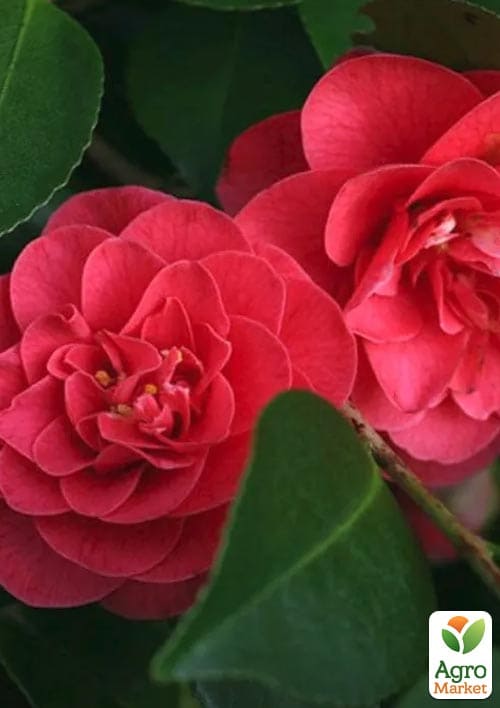 Камелія японська "Mary Williams" - фото 2