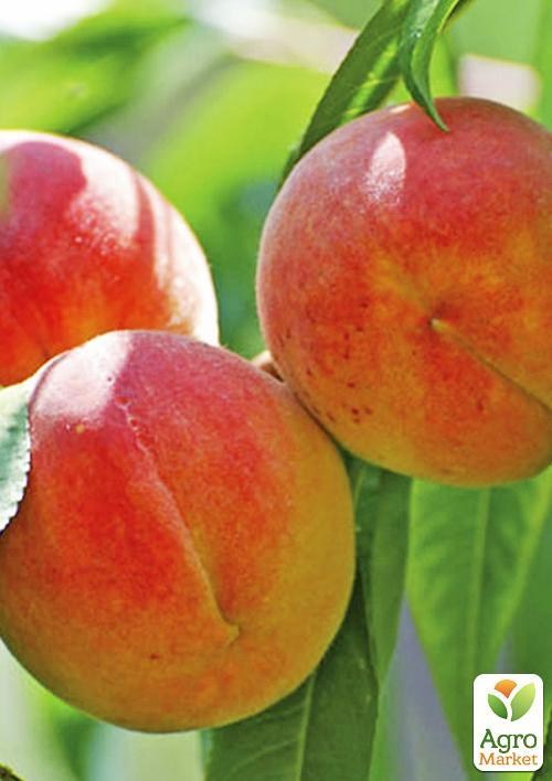 Персик "Харроу Бьюти"
