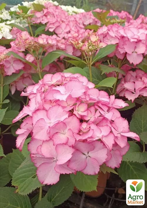 Гортензия крупнолистная кучерявая "French Cancan Rose" - фото 2