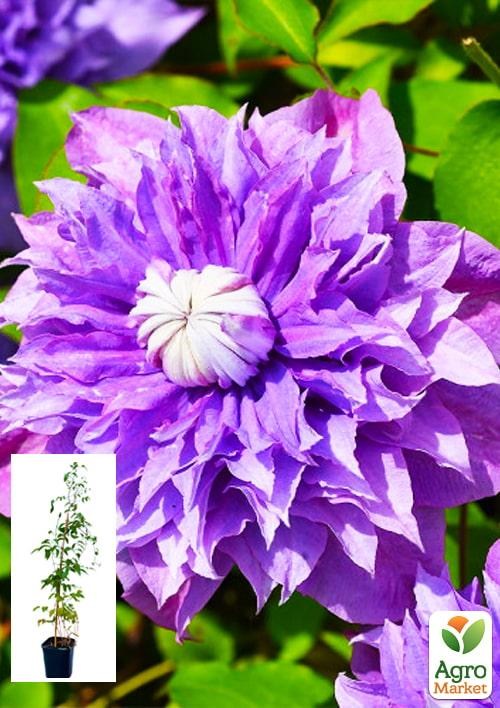 Клематис 3-х річний "Floral Dance" С2