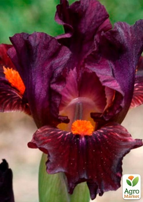 Ірис карликовий "Matador's Cap" - фото 2