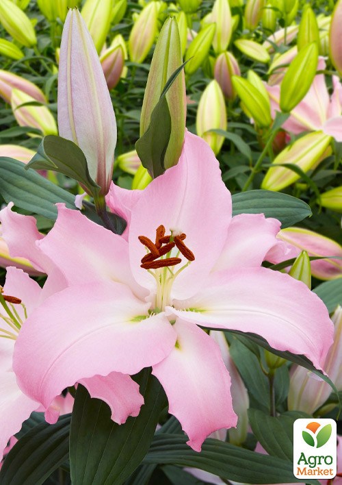 Лілія "Pink News" (Гігантська квітка)