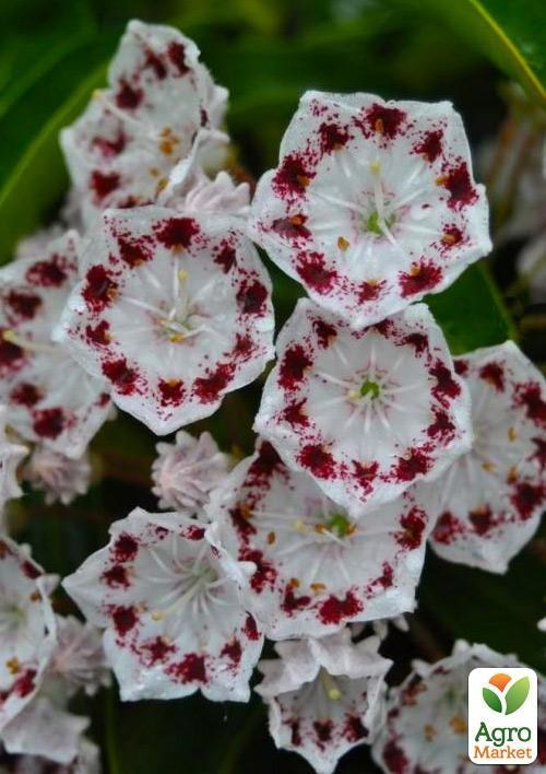 Кальмія latifolia "Nani"