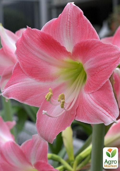Амариліс "Рожевий красень" ТМ "Vesna Exclusive" 10шт - фото 3