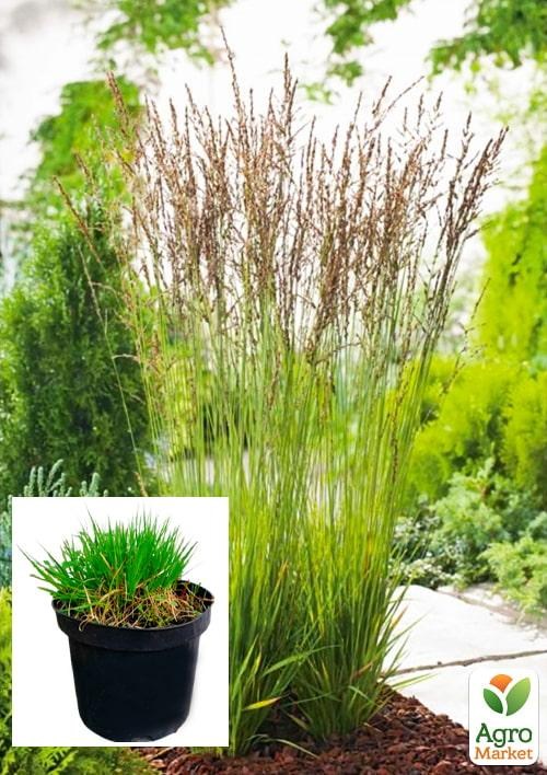 Молінія блакитна "Heidezwerg" вазон С2
