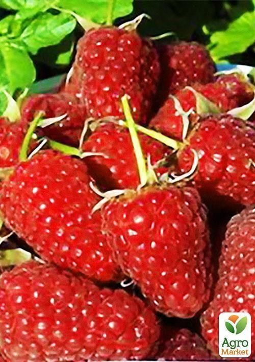 Малинове дерево "Атлант" (один з найкращих сортів в світі!) - фото 2