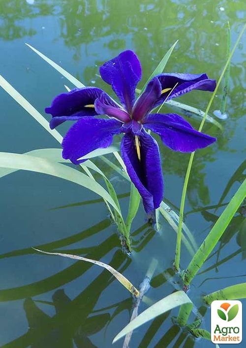 LMTD Ирис японский мечевидный (нимфея) "Kaempferi blue"  