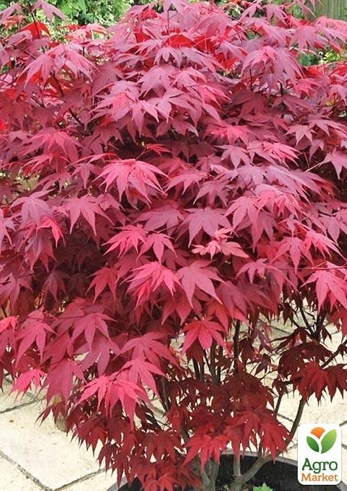 Клен віяловий пальмовий "Атропурпуреум" (Acer palmatum 'Atropurpureum") контейнер Р9