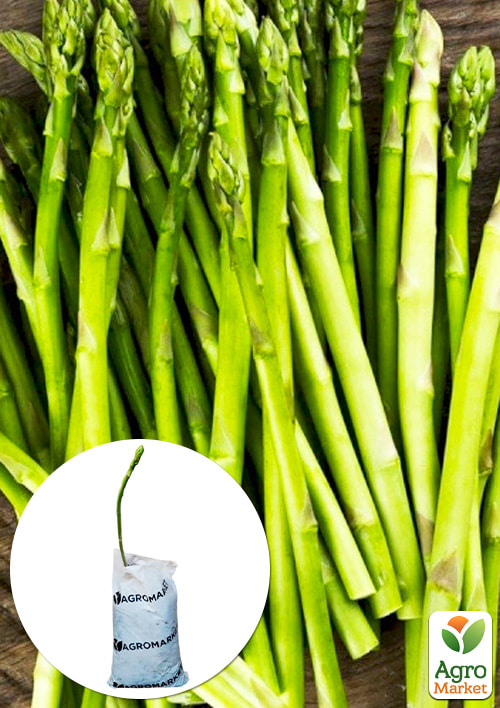 Спаржа деликатесная "Backlim F1" (гибрид зелёной спаржи, поздний сорт)