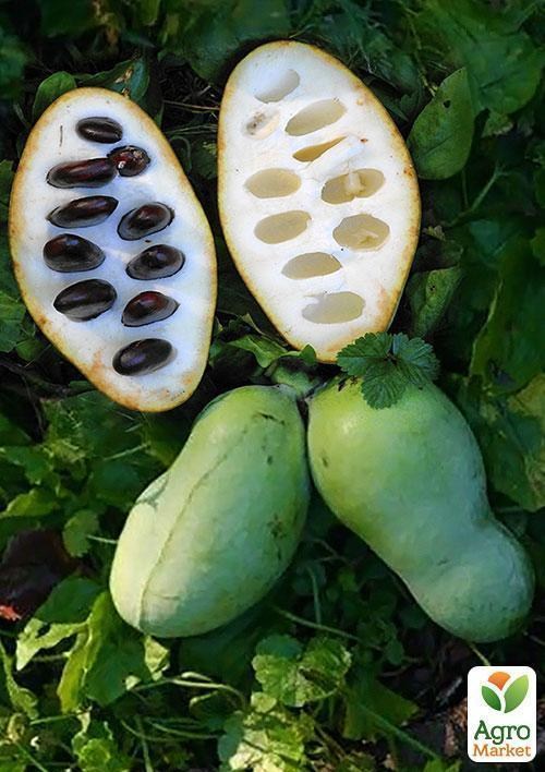 Азіміна трилоба "Бананове дерево" (перехресне запилення, вік саджанця 1 рік, садити по 2 шт)