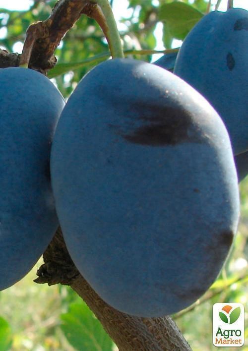 Слива "Лагидна" (летний сорт, ранний срок созревания) - фото 2