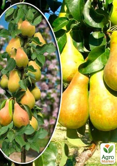 Груша колоновидная "Видная"