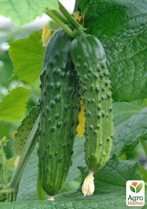 Огірок оброблений "Хрустик" (Зипер) ТМ "Весна" 0.5г - фото 3
