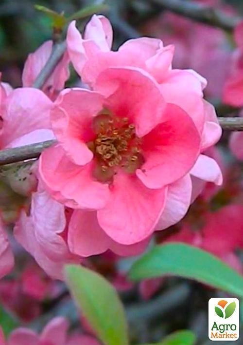 Хеномелес (Айва японська) "Pink Lady" - фото 3