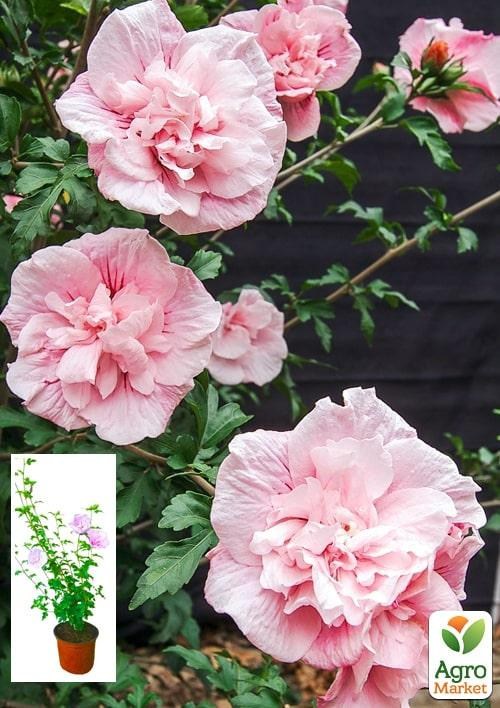 Гибискус сирийский "Pink Chiffon" С2, высота 20-40 см