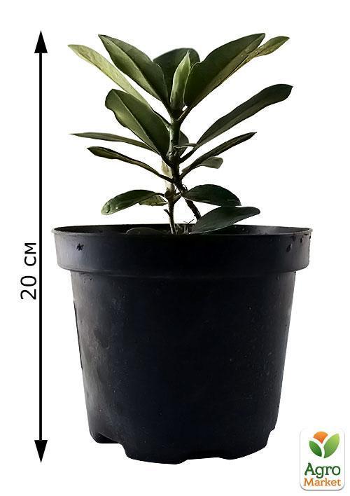 Рододендрон белый "Калсап" (Calsap) - фото 6