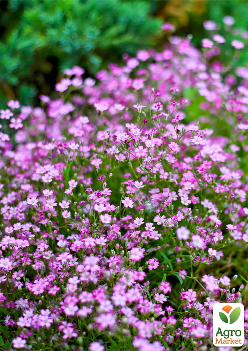 LMTD Гипсофила розовая "Pink Blush" высота 20-30см - фото 5