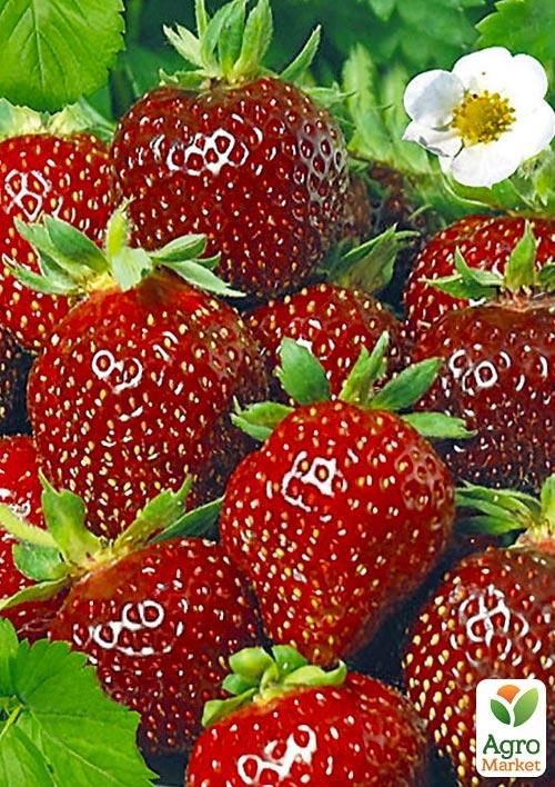 Полуниця "Зенга Зенгана" (Senga Sengana) (середньо-пізній термін дозрівання)