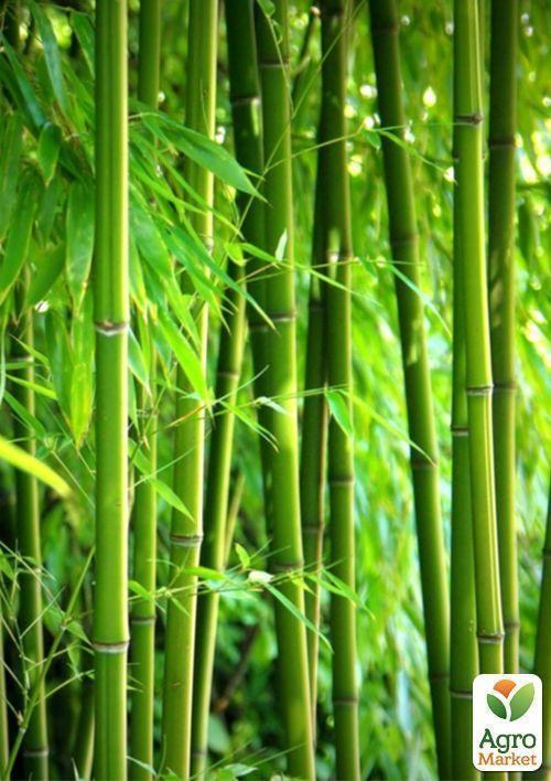 Бамбук "Кімнатний" ТМ "Vesna Exclusive" 5шт - фото 2