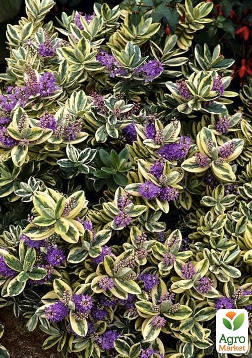 LMTD Хебе "Tricolor" высота 20-25см - фото 6