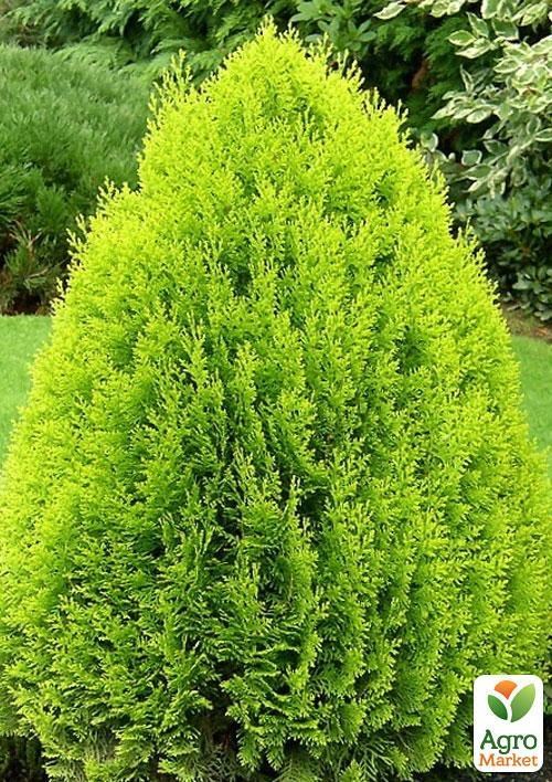 Туя восточная "Аурея Нана" (Aurea Nana) горшок P9