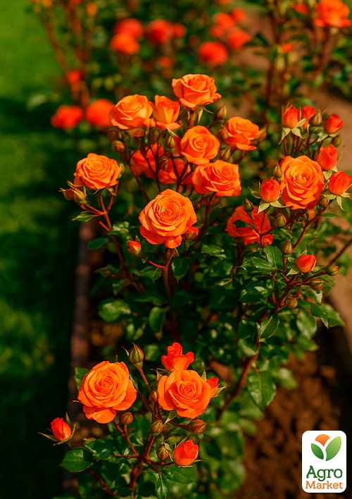 Роза мелкоцветковая (спрей) "Алегрия" (саженец класса АА+) высший сорт