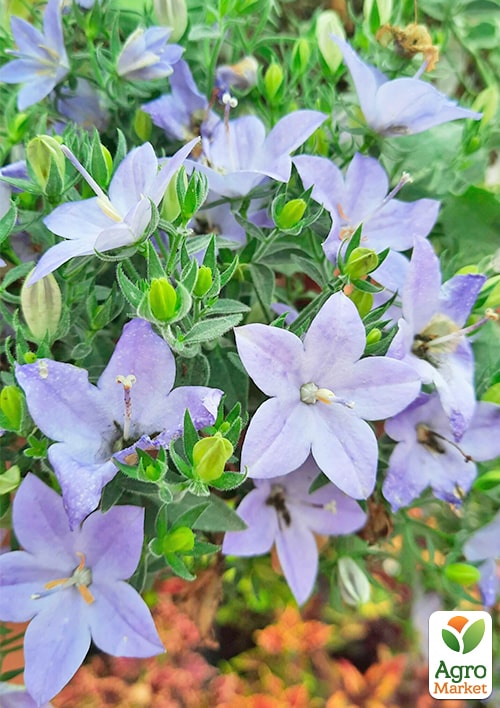 Кампанула цветущая "Isophylla Blue" (Нидерланды)