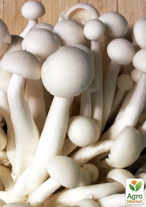 Сухой зерновой мицелий "Опенок мраморный" 100г