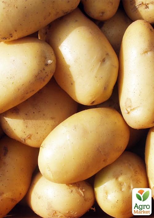 Картофель "Доната" семенной ранний (на жарку, универсальное применение, 1 репродукция) 1кг 