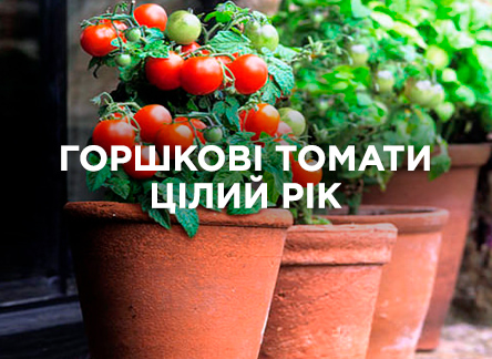 Вирощуємо томати в горщиках цілий рік