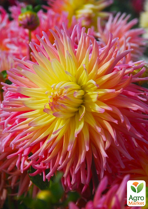 Георгина "Fringed Star"