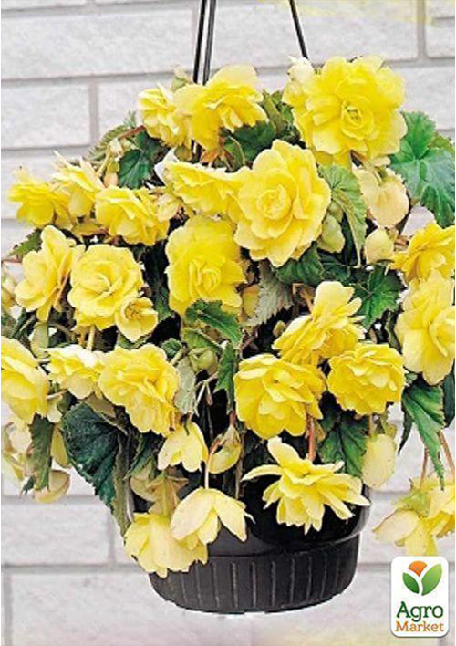 Бегония ампельная "Каскад желтая" 1шт  - фото 2