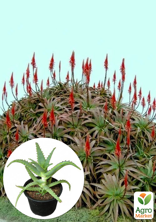 Сукулент Алое Лікарське (Сторічник)