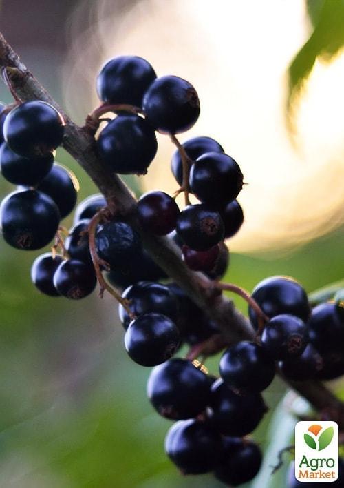 Смородина на штамбі "Бона" (Bona) (супер-ранній термін дозрівання) - фото 4