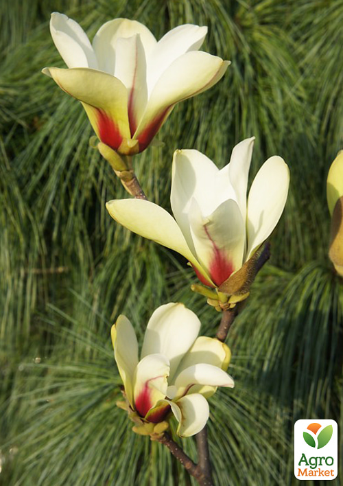 Магнолия 4-х летняя "Sunrise" (высота 80-100см) - фото 4