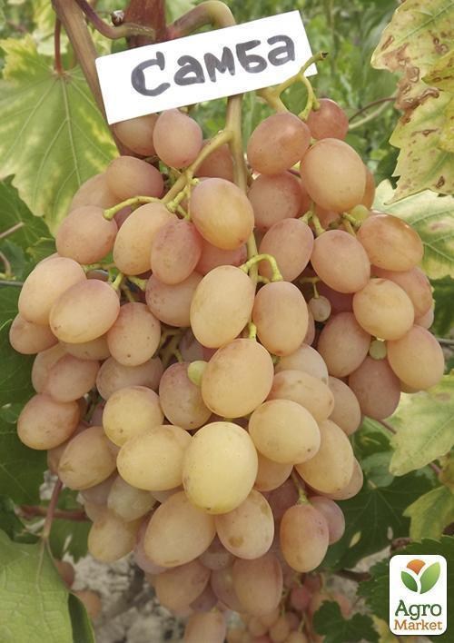 Виноград "Самба" - фото 2