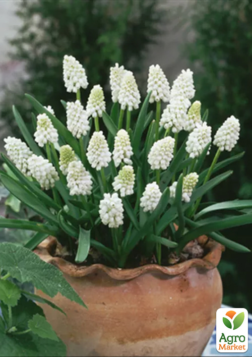 Мускарі "White Spear" укорінені - фото 3