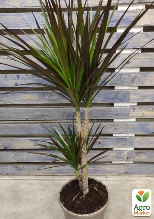 LMTD Драцена "Magenta" (двухярусная, высота 70-90см) вазон С5