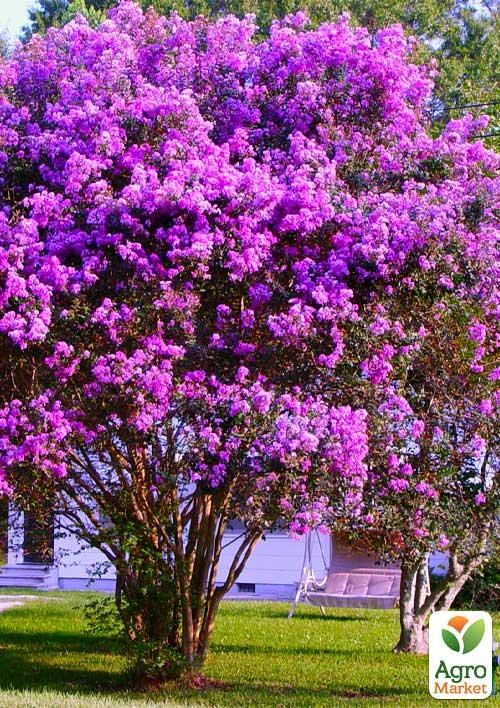 Лагерстремія (індійський бузок) "CATAWBA" - фото 2