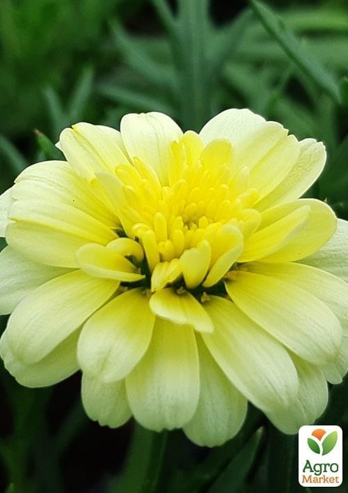Аргірантемум "Double Primrose" (контейнер № 10, висота 15 см)