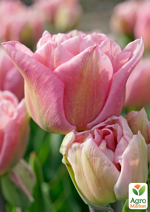 Тюльпан "Mariage" 