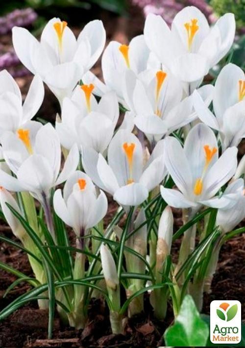 Крокус ботанический "Miss Vain" (размер 5/7 , средний) 5шт в упаковке