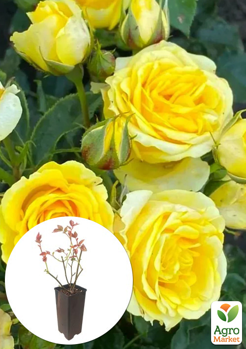 Роза спрей "Shani" в контейнере, высший сорт